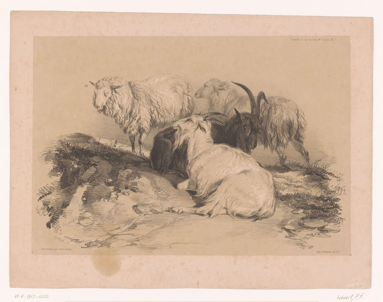 Étude de moutons et de chèvres (Études d