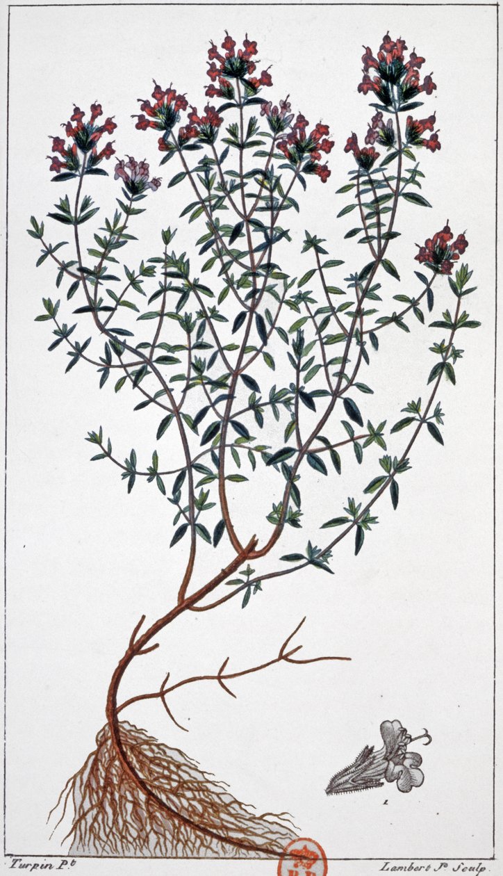 Thym, c.1850 (gravure) - Pierre Jean Francois (after) Turpin