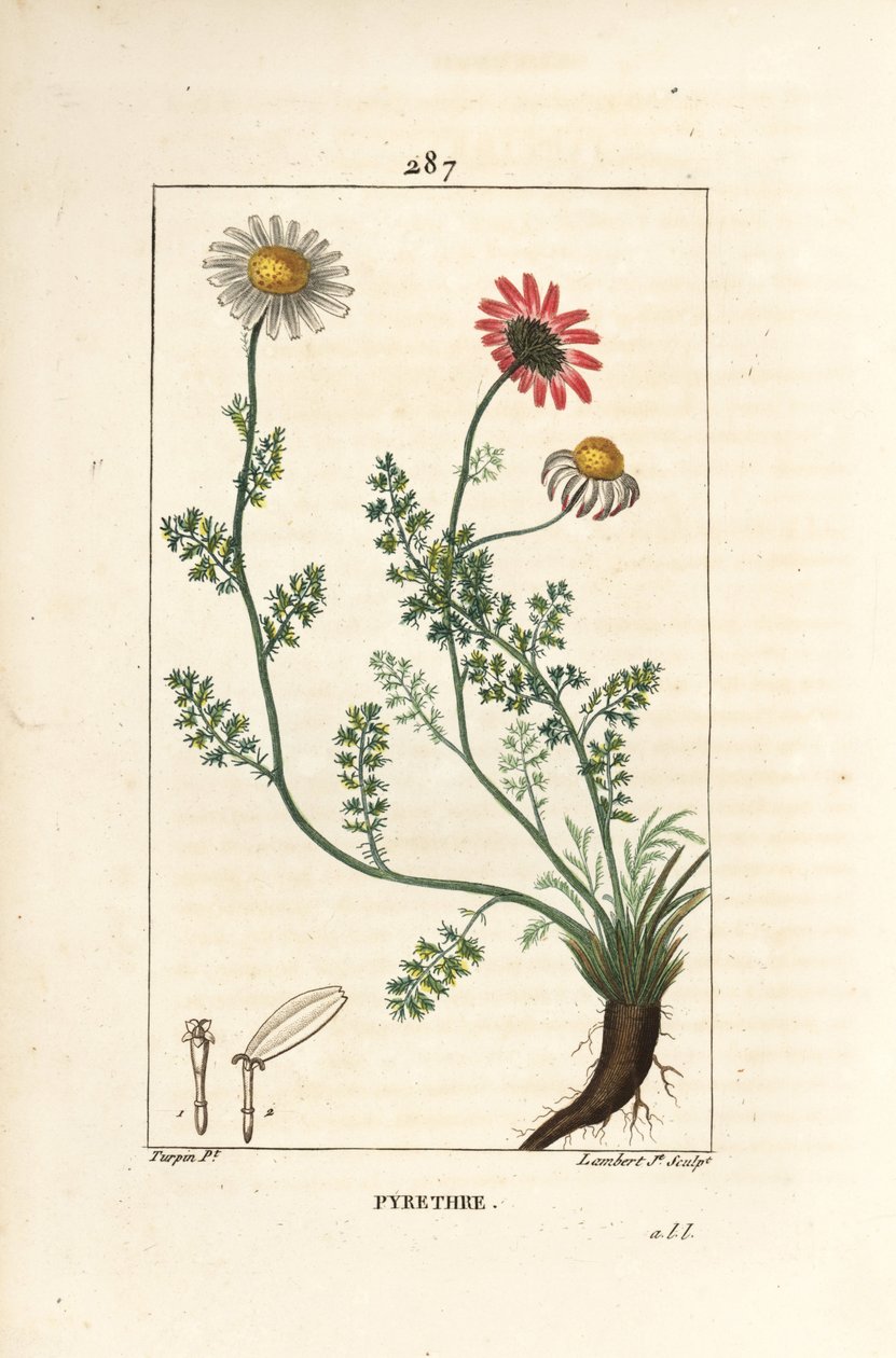 Pyrèthre d