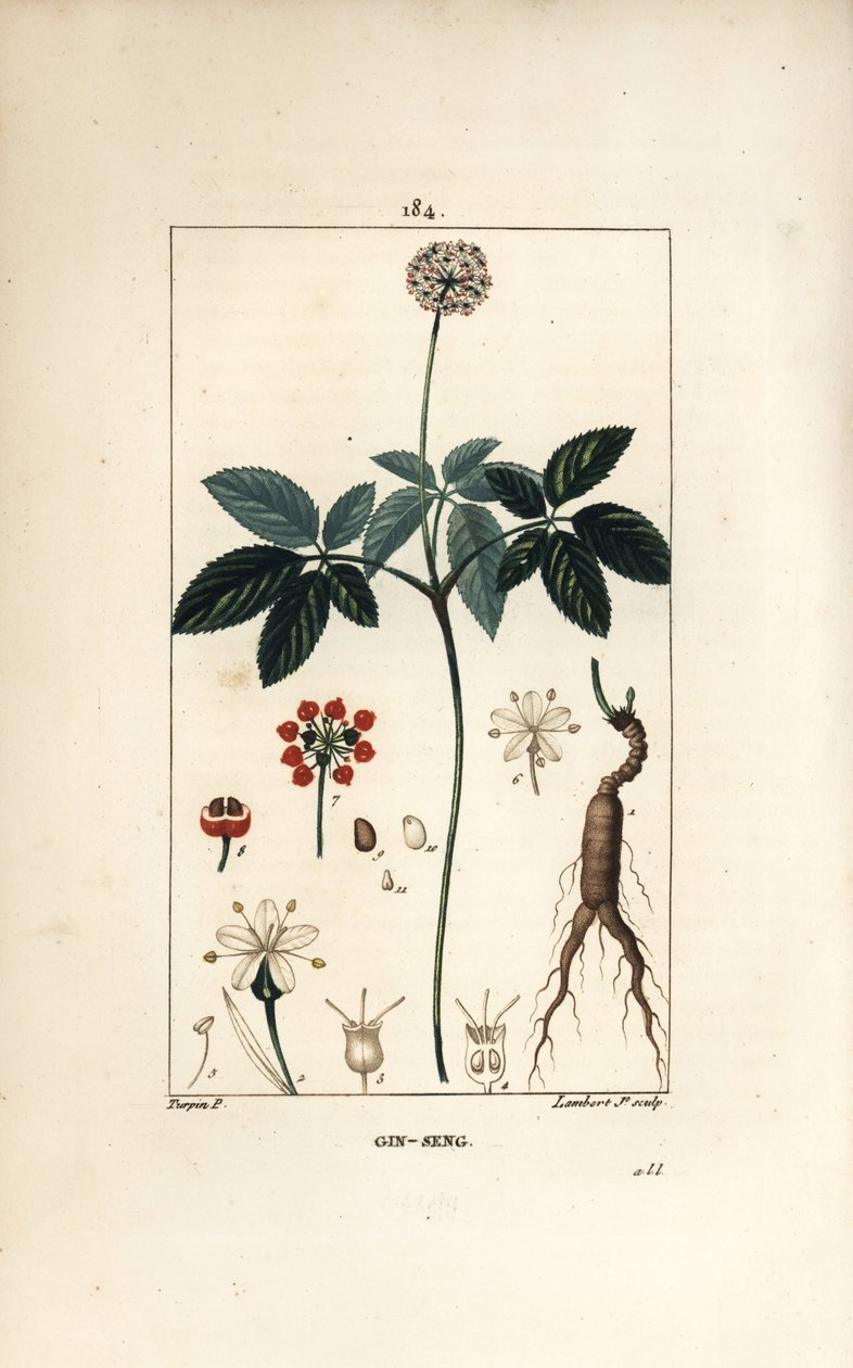 Ginseng américain - Pierre Jean Francois Turpin