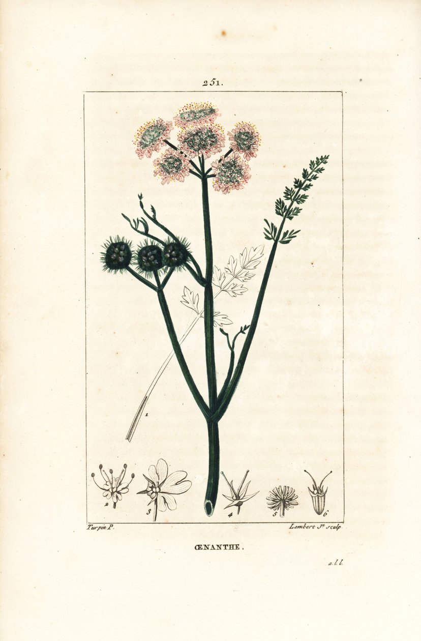 Oenanthe aquatique ou fenouil d