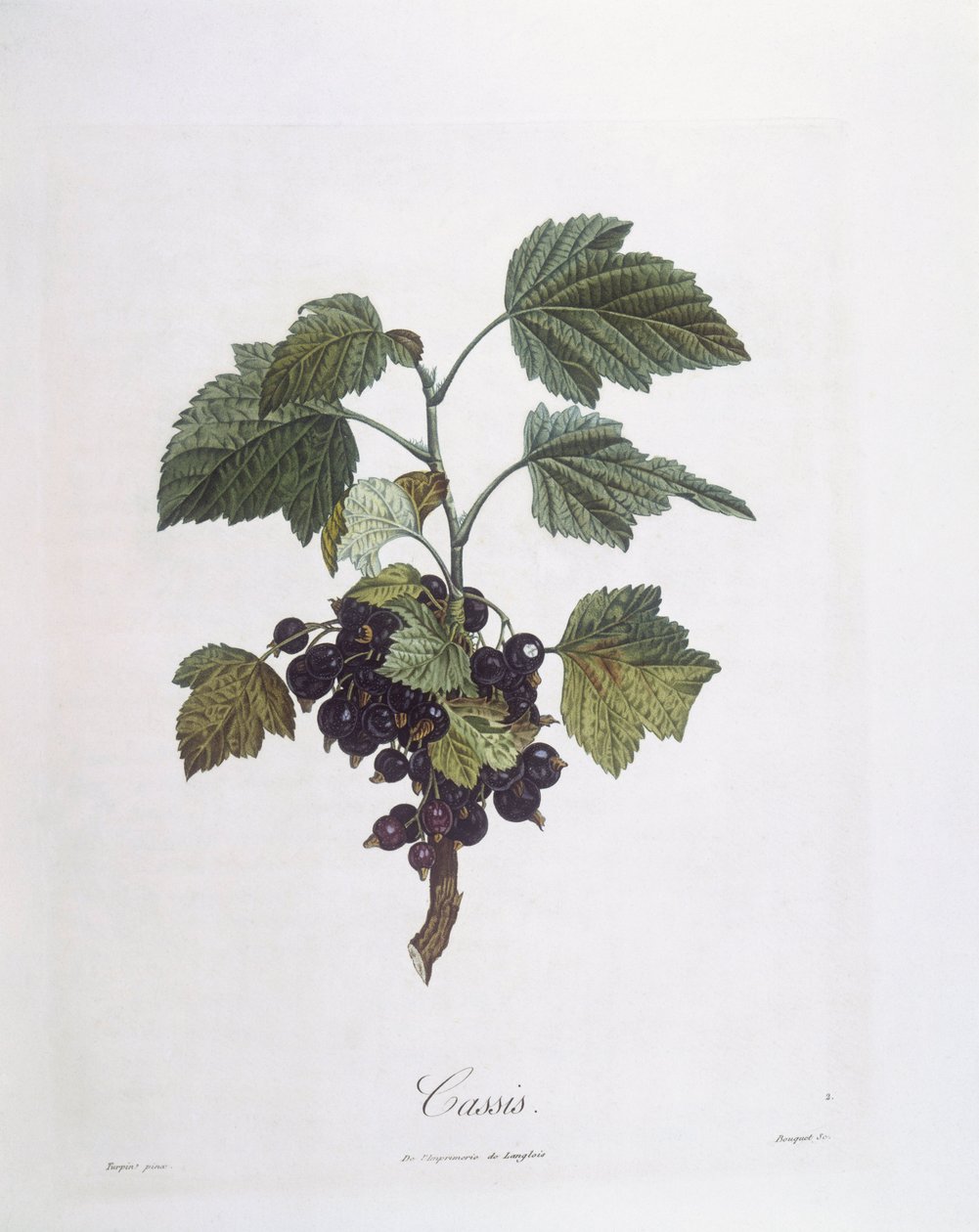 Cassis (Ribes nigrum) ou cassis Noir de Bourgogne, planche botanique par Pierre Jean Francois Turpin - Pierre Jean Francois Turpin