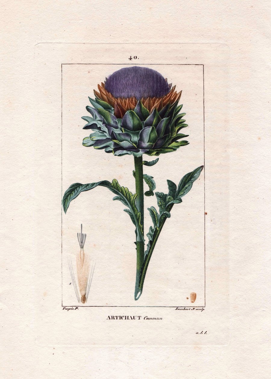 Botanique : artichaut - Pierre Jean Francois Turpin