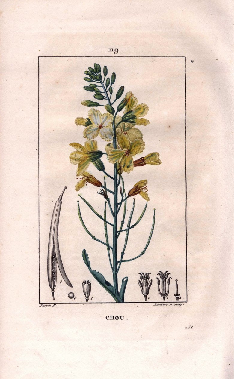 Botanique : fleur de chou. Gravure en taille-douce coloriée à la main par Lambert d