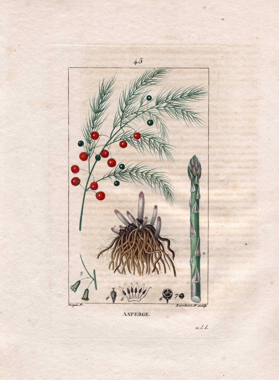 Botanique : asperge - Racine, fleur et fruit d