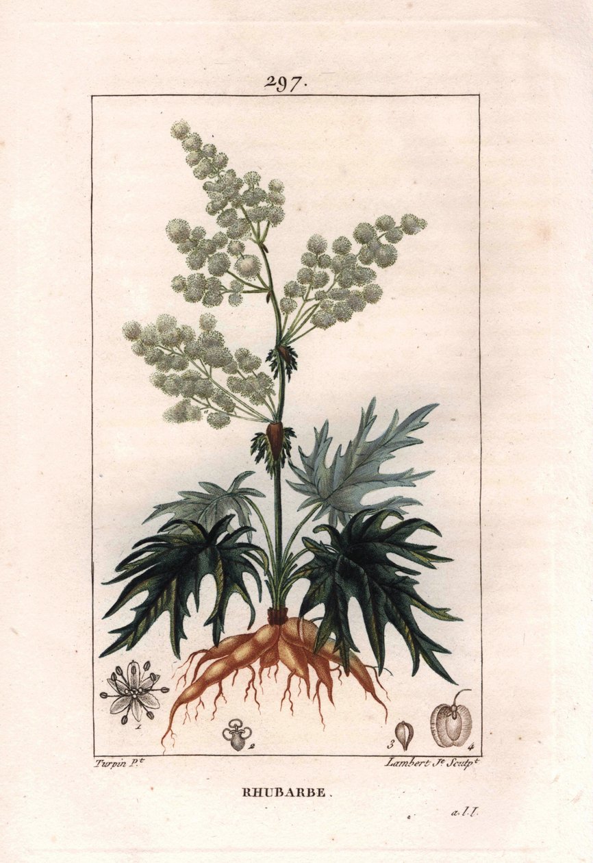 Botanique : rhubarbe - Plante de rhubarbe, feuilles et racines, Rheum rhabarbarum. Gravure en taille-douce colorée à la main par Lambert d