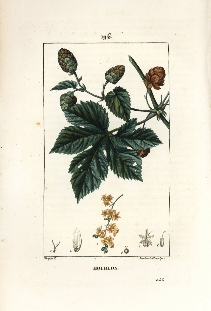 Houblon grimpant - Pierre Jean Francois Turpin