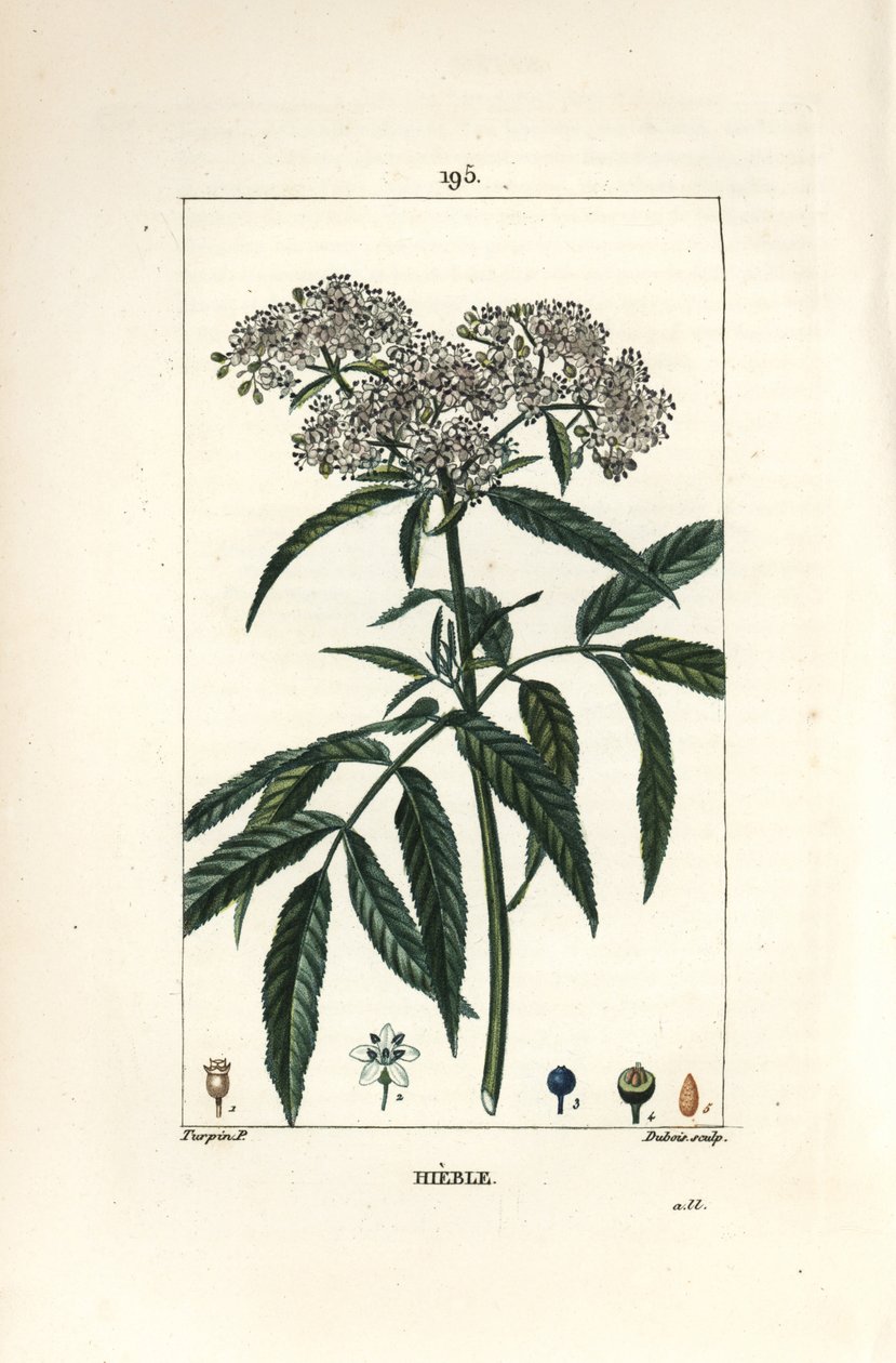 Sureau nain - Sureau nain, Sambucus humilis - Pierre Jean Francois Turpin