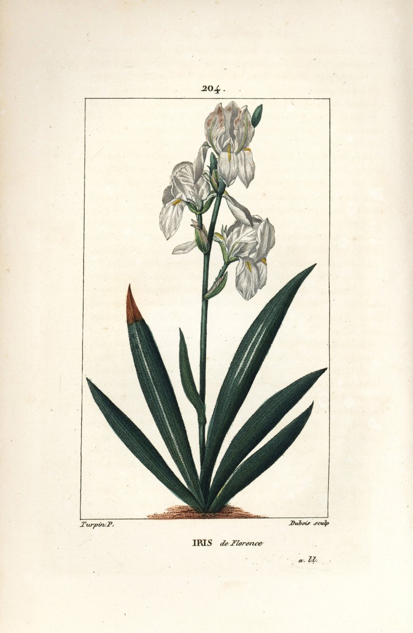 Iris florentin, Iris florentina, fleur et feuille - Pierre Jean Francois Turpin