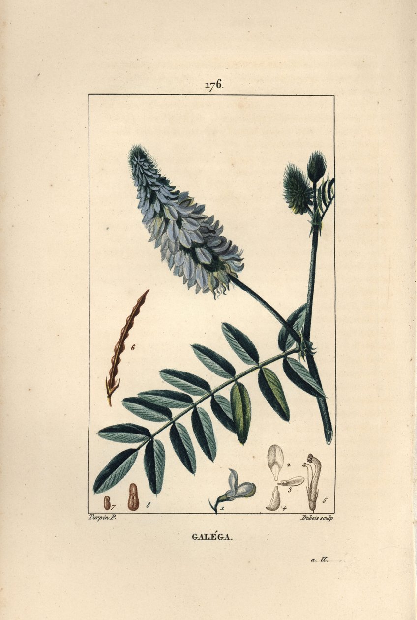 Galega - Pierre Jean Francois Turpin