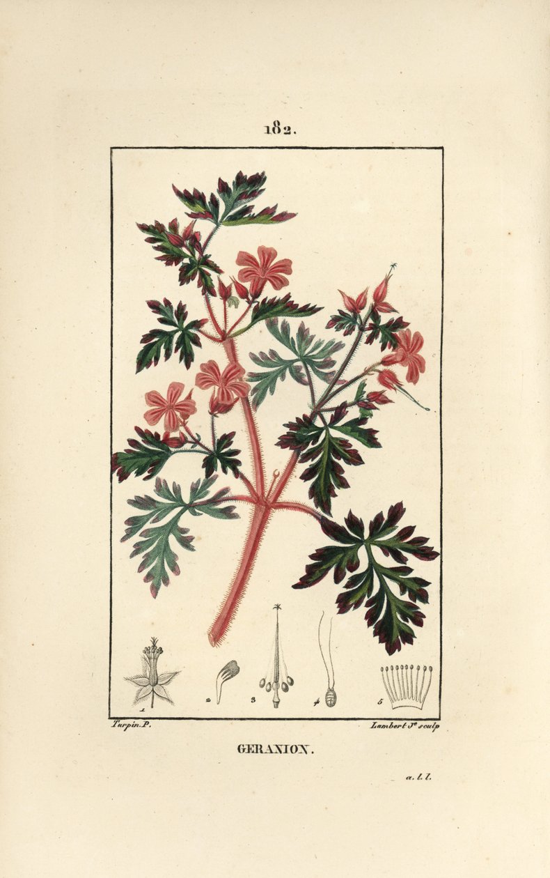 Herbe à Robert - Pierre Jean Francois Turpin
