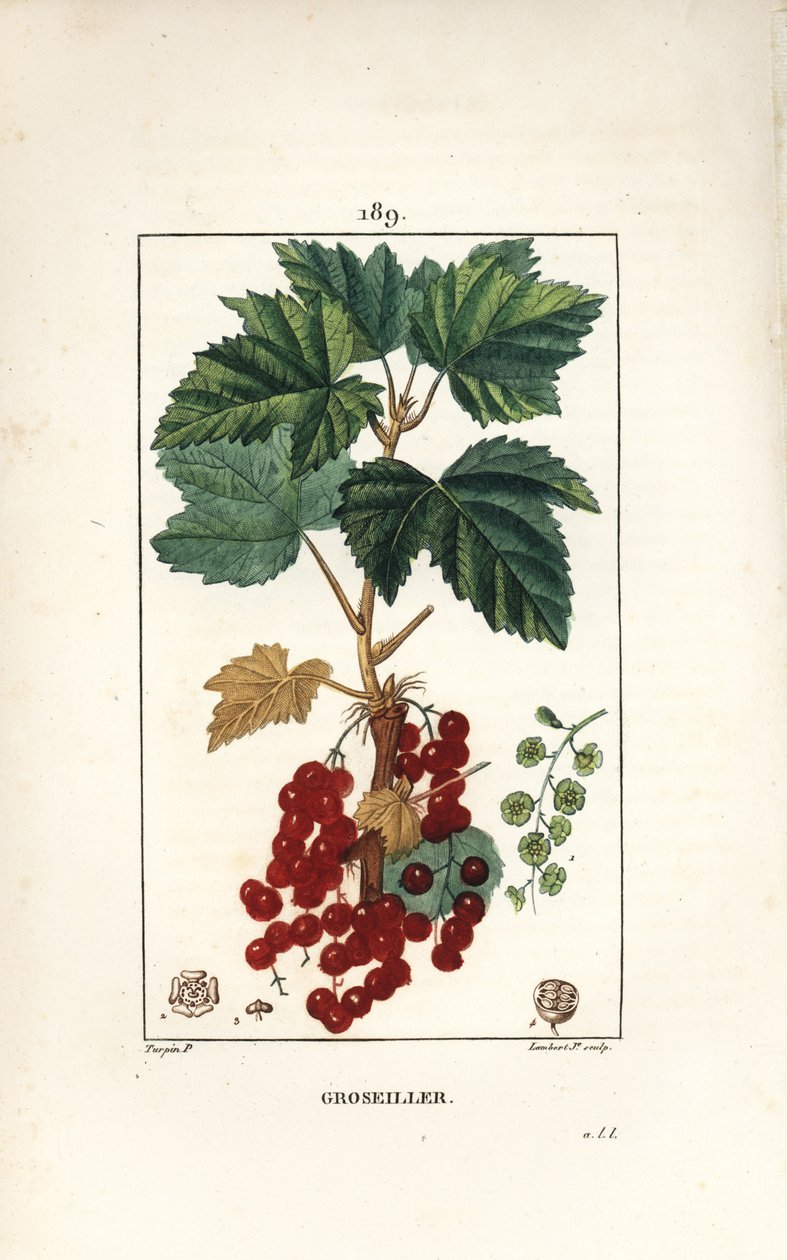 Groseillier à grappes - Pierre Jean Francois Turpin
