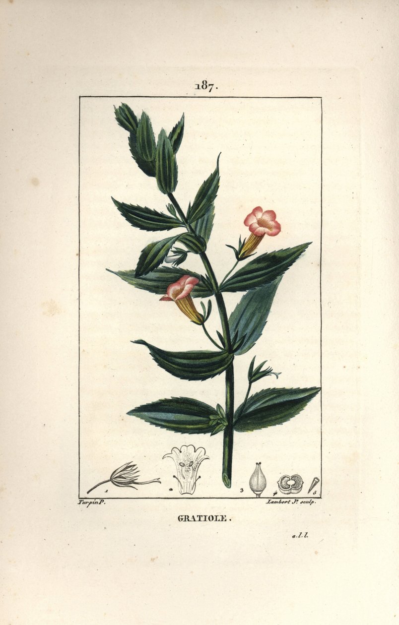 Gratiole officinale - Pierre Jean Francois Turpin