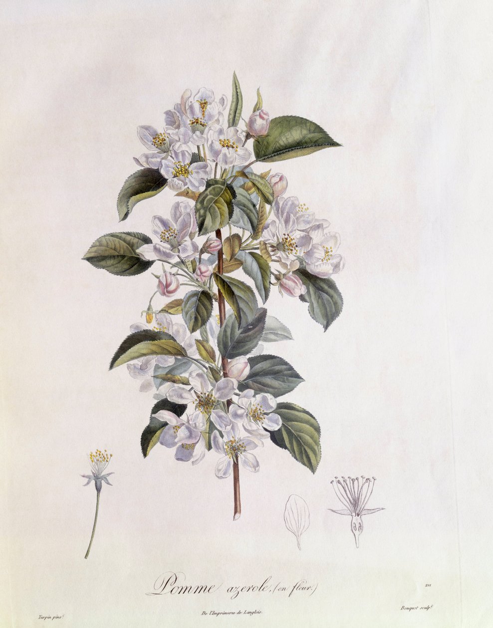 Fleur d
