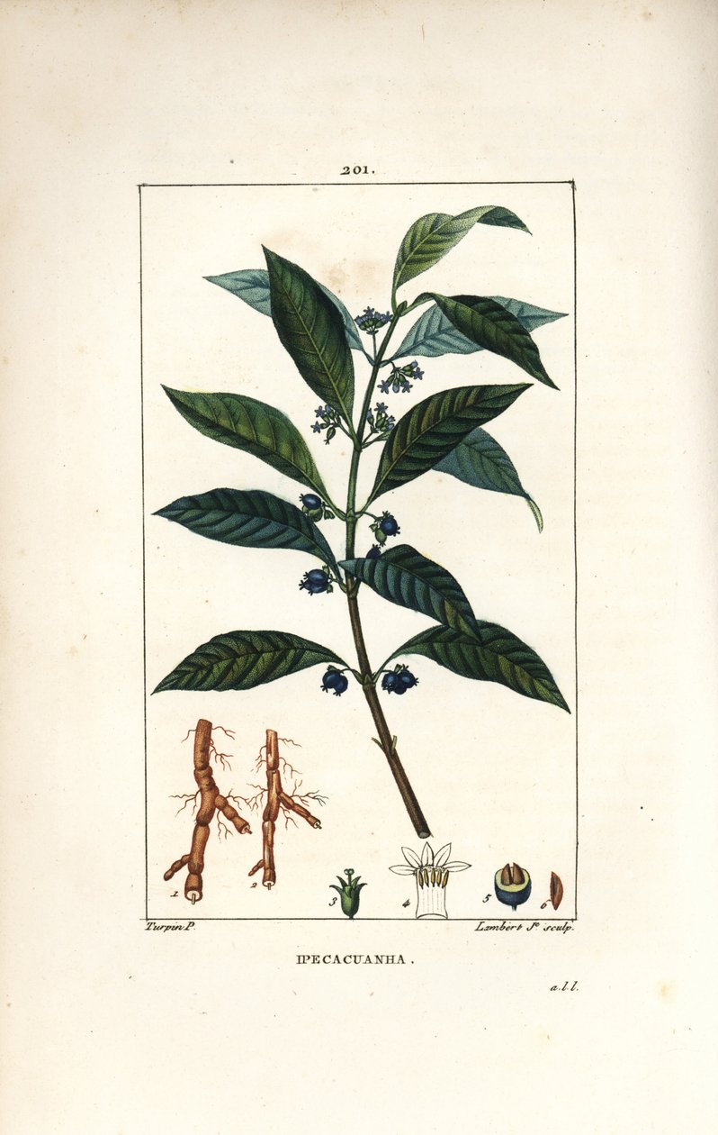 Ipeca ou Ipecacuana - Pierre Jean Francois Turpin