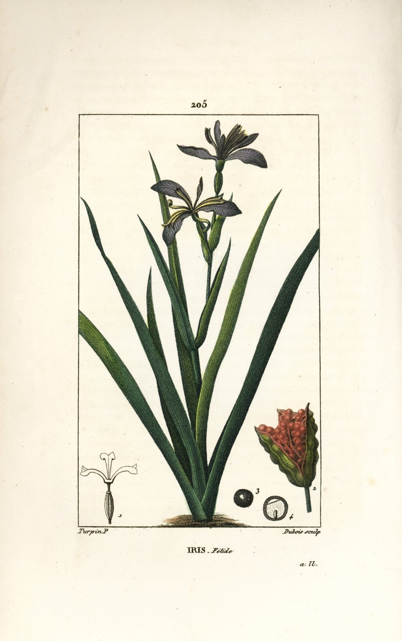Iris fétide ou iris de jambe, iris puant - Pierre Jean Francois Turpin
