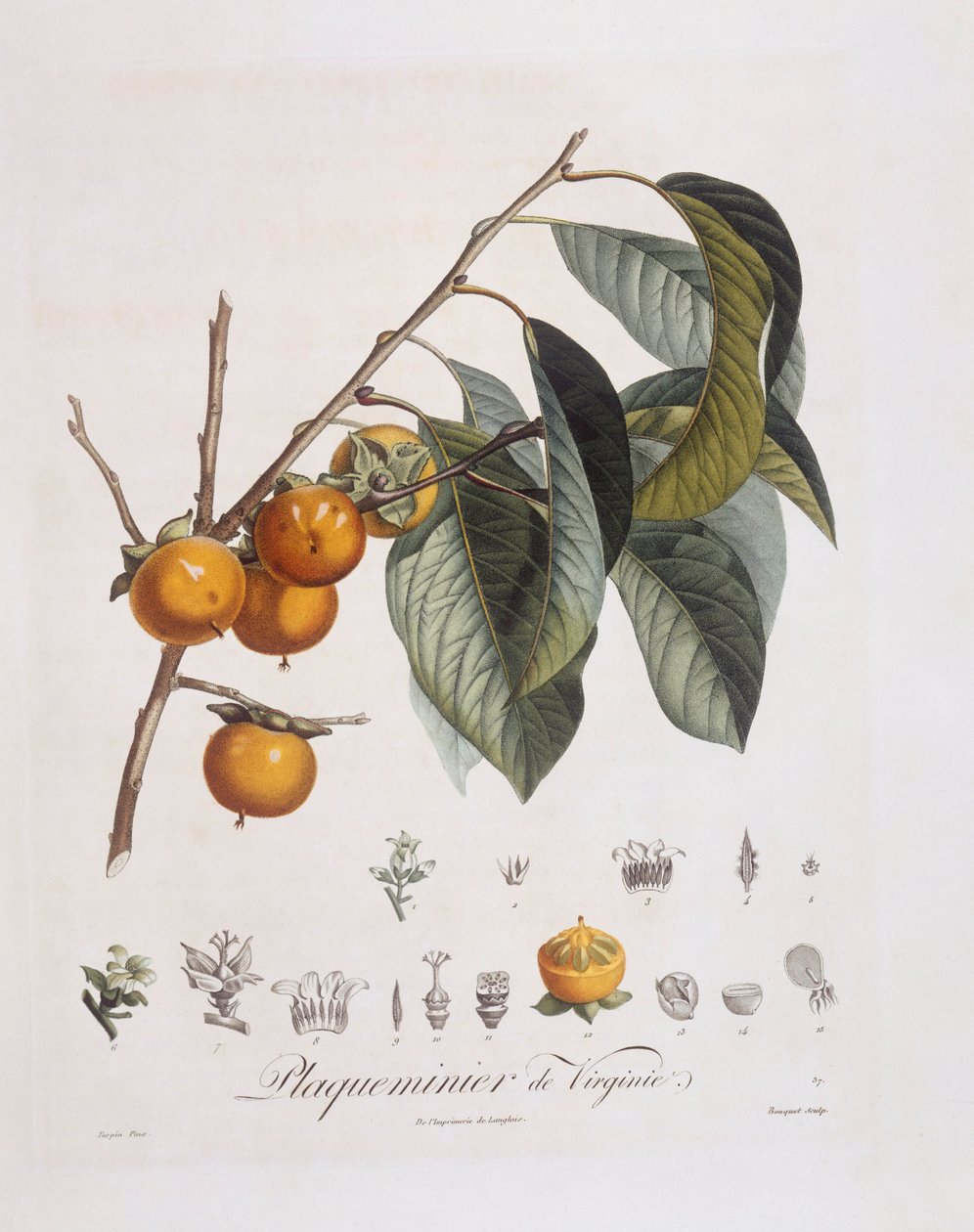 Kaki japonais (Diospyros kaki), planche botanique de Henry Louis Duhamel du Monceau par Pierre Jean Francois Turpin - Pierre Jean Francois Turpin