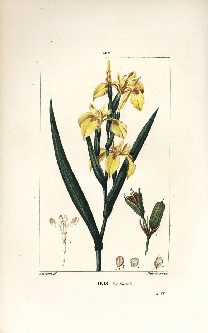 Iris des marais ou Iris jaune - Pierre Jean Francois Turpin