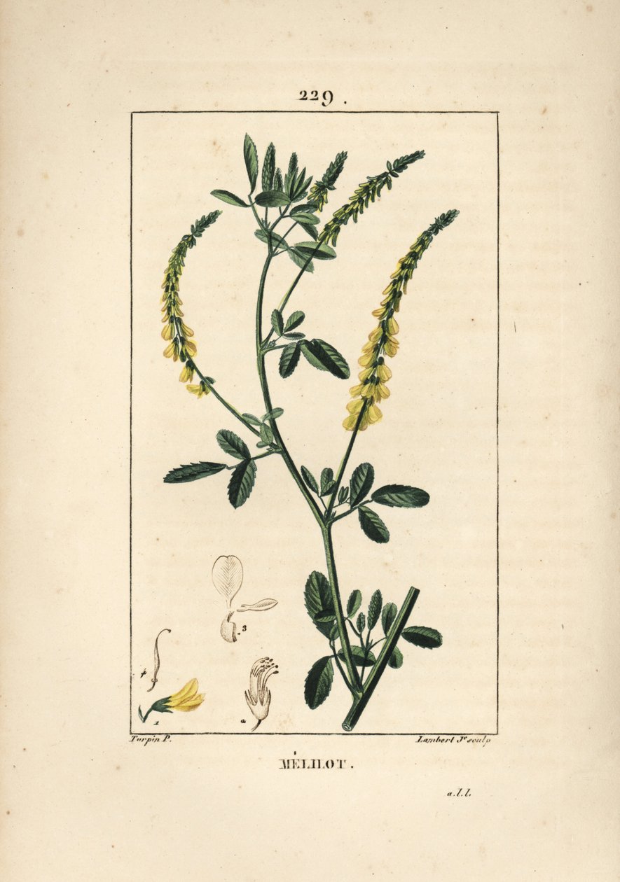 Mélilot - Pierre Jean Francois Turpin
