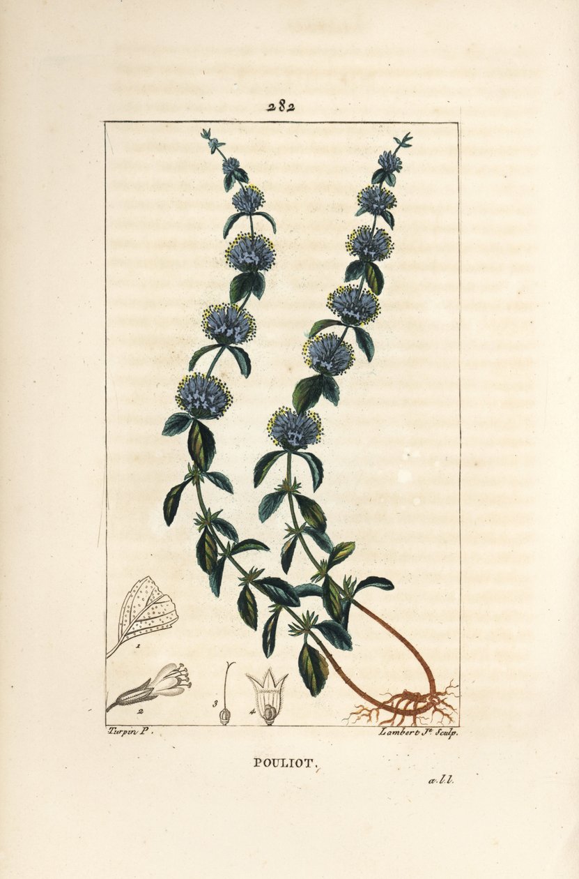 Menthe pouliot - Pierre Jean Francois Turpin