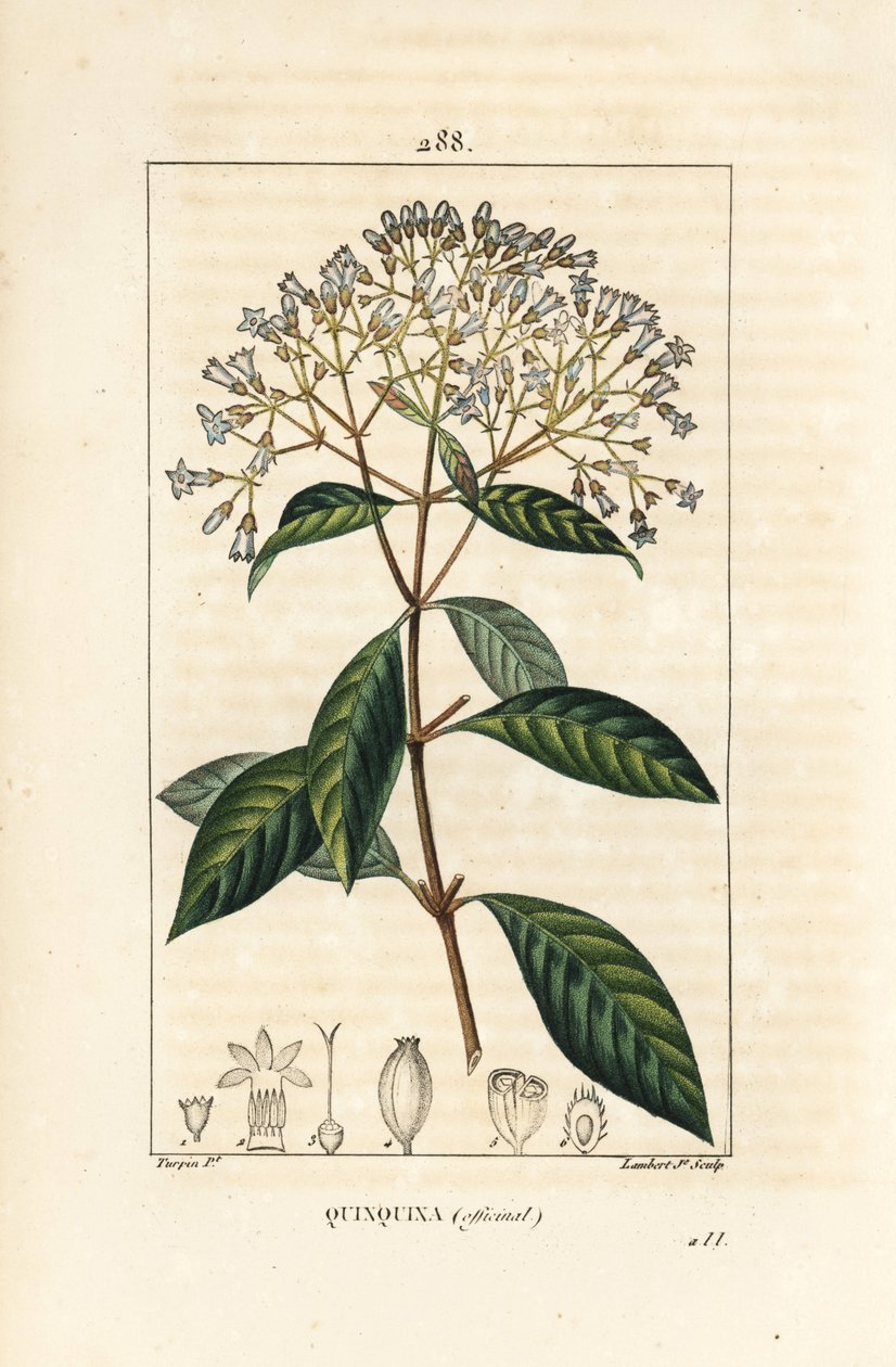 Quinquina - Pierre Jean Francois Turpin