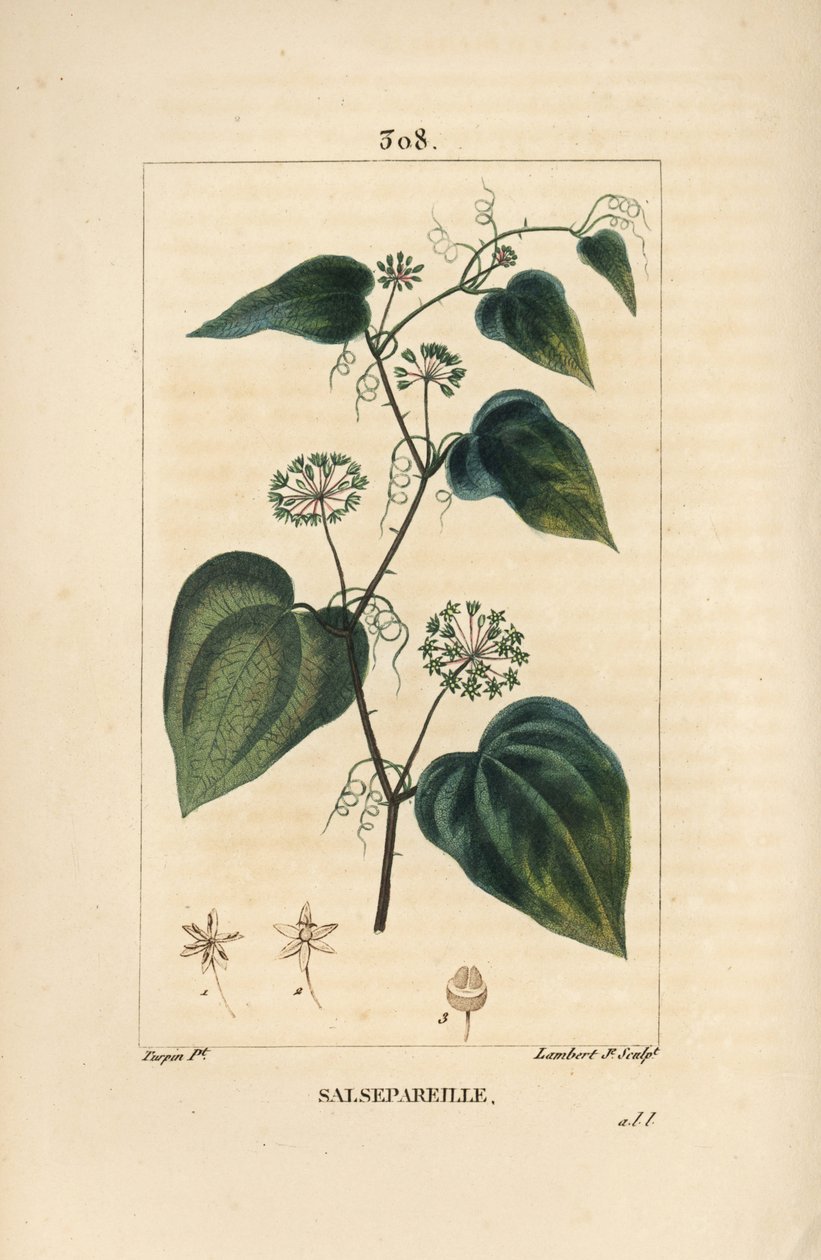 Salsepareille oder Berg Granon, Stachelige Winde, Stachelige Liset - Smilax aspera, mit Blüte, Stängel, Ranke, Blatt und Samen von Pierre Jean Francois Turpin