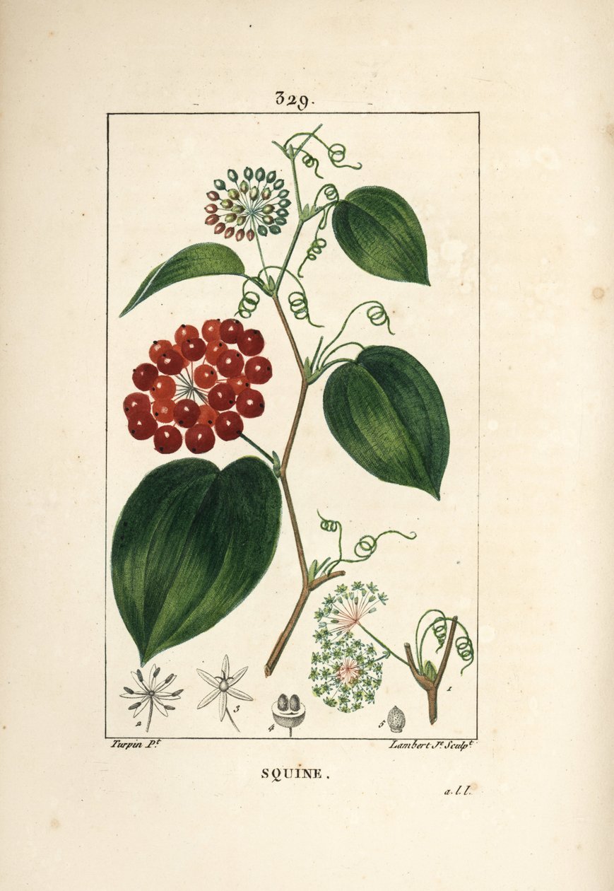 Smilax de Chine, Smilax china, avec fleur, vrille, feuille et fruit - Pierre Jean Francois Turpin