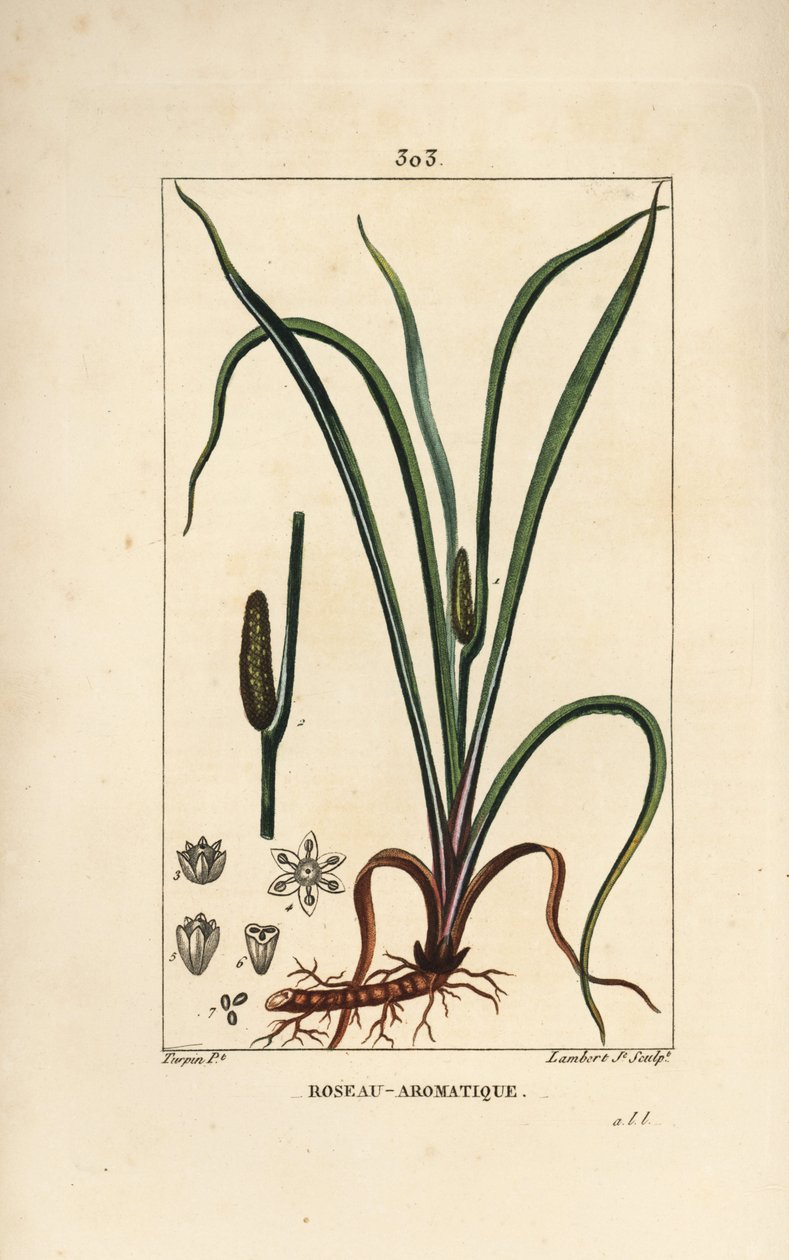Acore odorant, Acorus calamus, avec graine, feuille et racine - Pierre Jean Francois Turpin