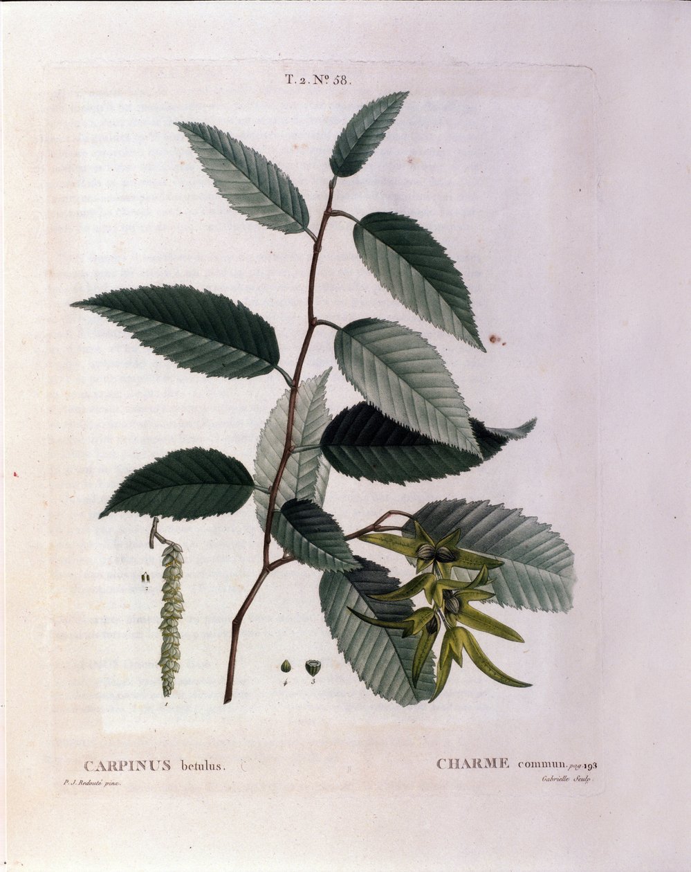 Botanique : branche de charme. Planche tirée du Nouveau Duhamel du Monceau ou Traité des arbres et arbustes cultivés en France. Aquarelle de Pierre Joseph Redouté (1759-1840) 1819 - Pierre Joseph (after) Redoute