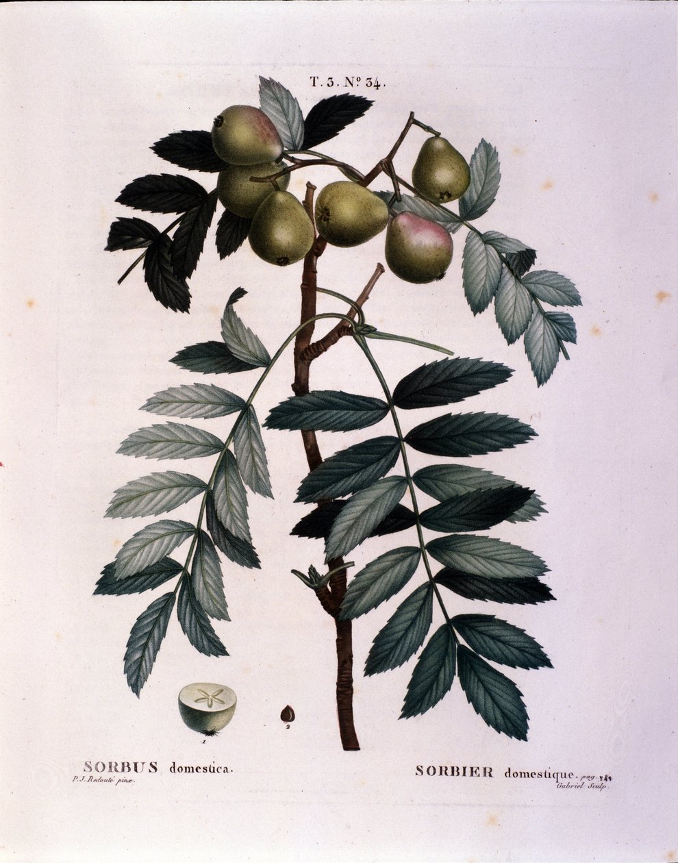 Botanique : branche de cormier (Sorbus domestica) Planche tirée de « Nouveau Duhamel du Monceau ou Traité des Arbres et Arbustes Cultivés en France » Aquarelle de Pierre Joseph Redouté (1759-1840) 1819 - Pierre Joseph (after) Redoute