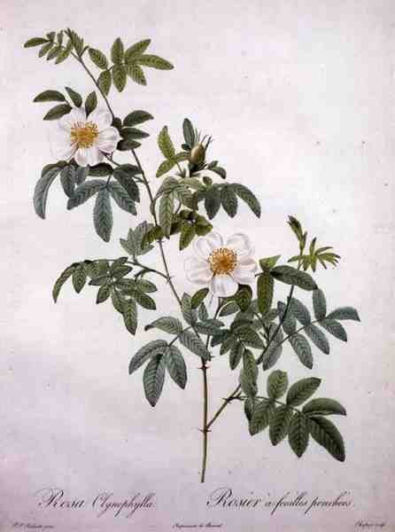 Rosa clynophylla, gravé par Chapuy, de 