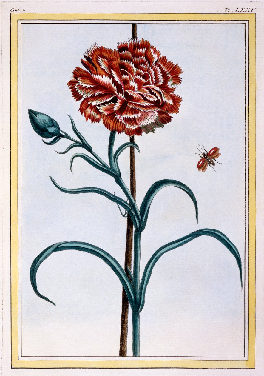 Œillet, pub. 1776 - Pierre Joseph Buchoz