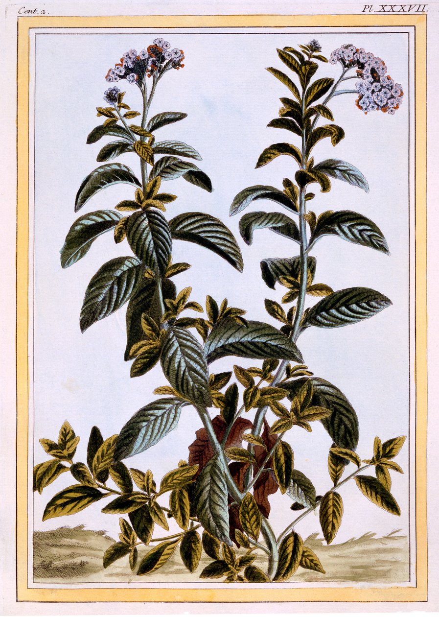 Héliotrope ou cerisier, vers 1766 - Pierre Joseph Buchoz