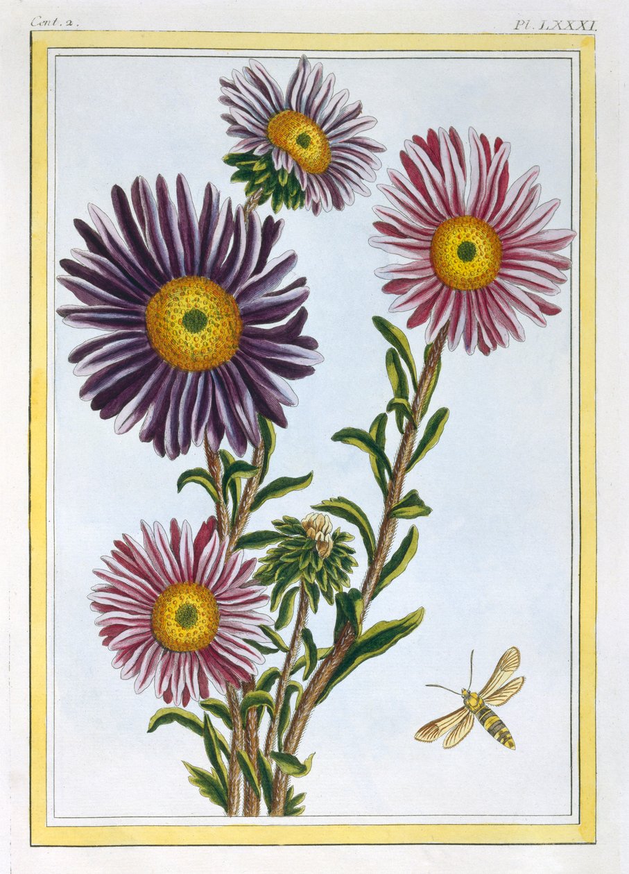 La Reine Marguerite Aster, pub. 1776 - Pierre Joseph Buchoz