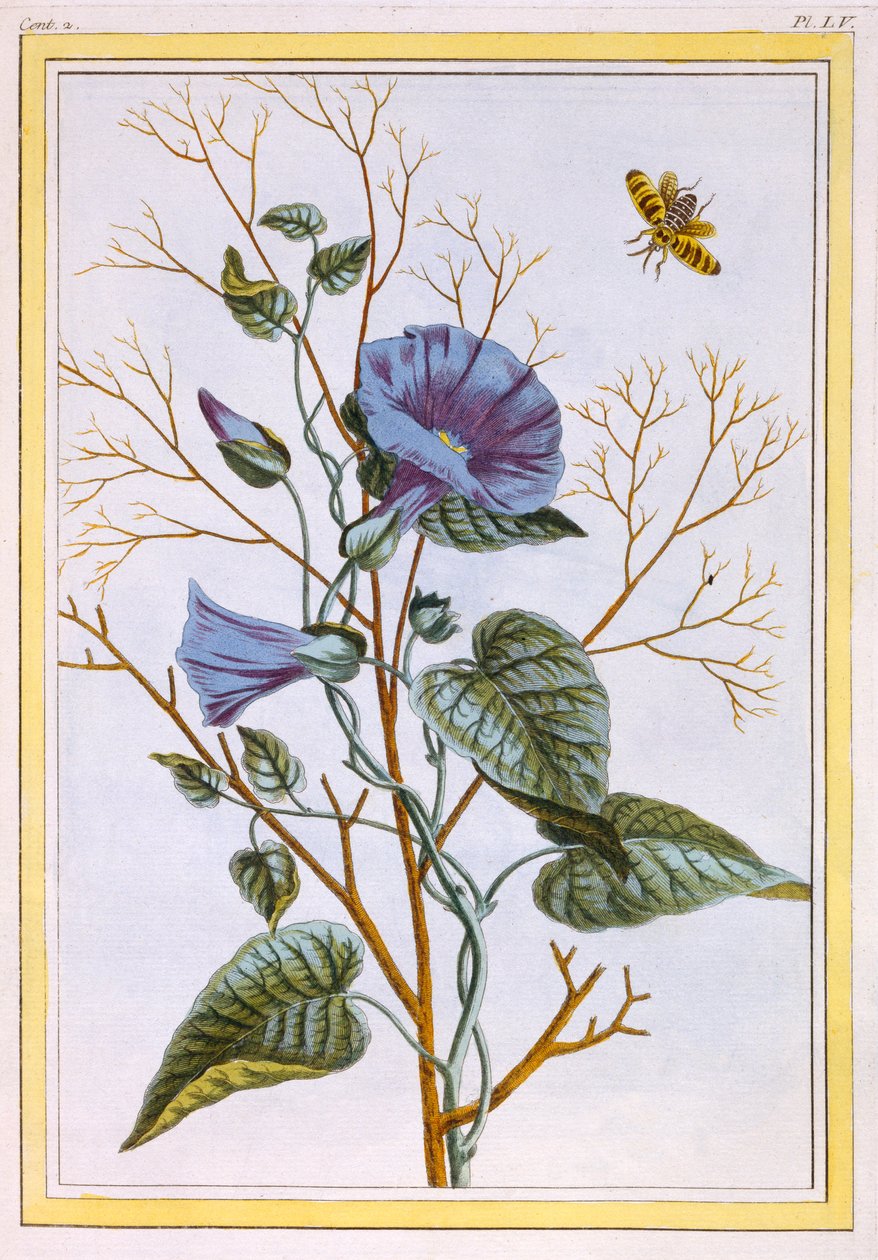 Le Grand Liseron Violet Convovlus - Pierre Joseph Buchoz