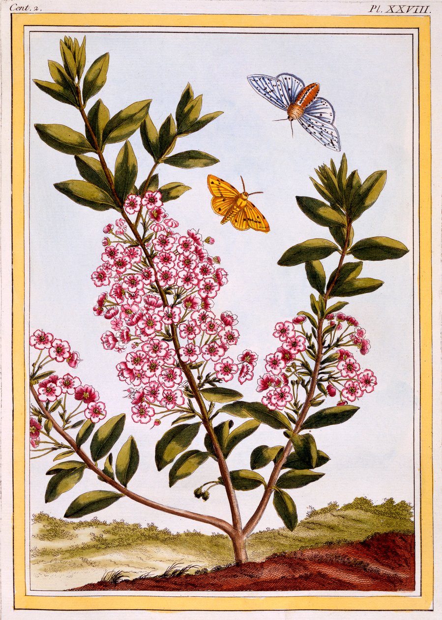 Laurel des moutons Kalmia augustifolia - Pierre Joseph Buchoz