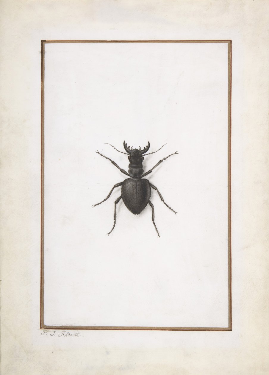 Un cerf-volant - Pierre Joseph Redouté