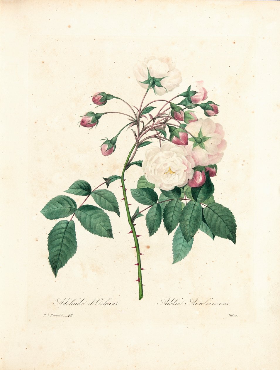Rose Adelaide d