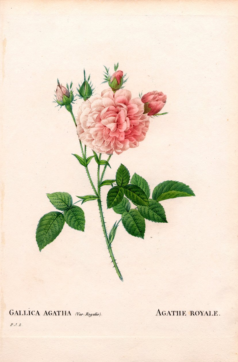 Rose Agathe Royale, Rosa gallica variété. Gravure au pointillé colorée à la main de Pierre Joseph Redouté « Les Roses », Paris - Pierre Joseph Redouté