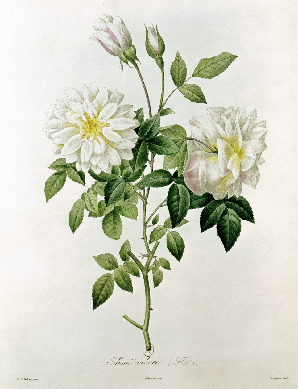 Aime Vibere (Thé) gravé par Eustache Hyacinthe Langlois (1777-1837) - Pierre Joseph Redouté