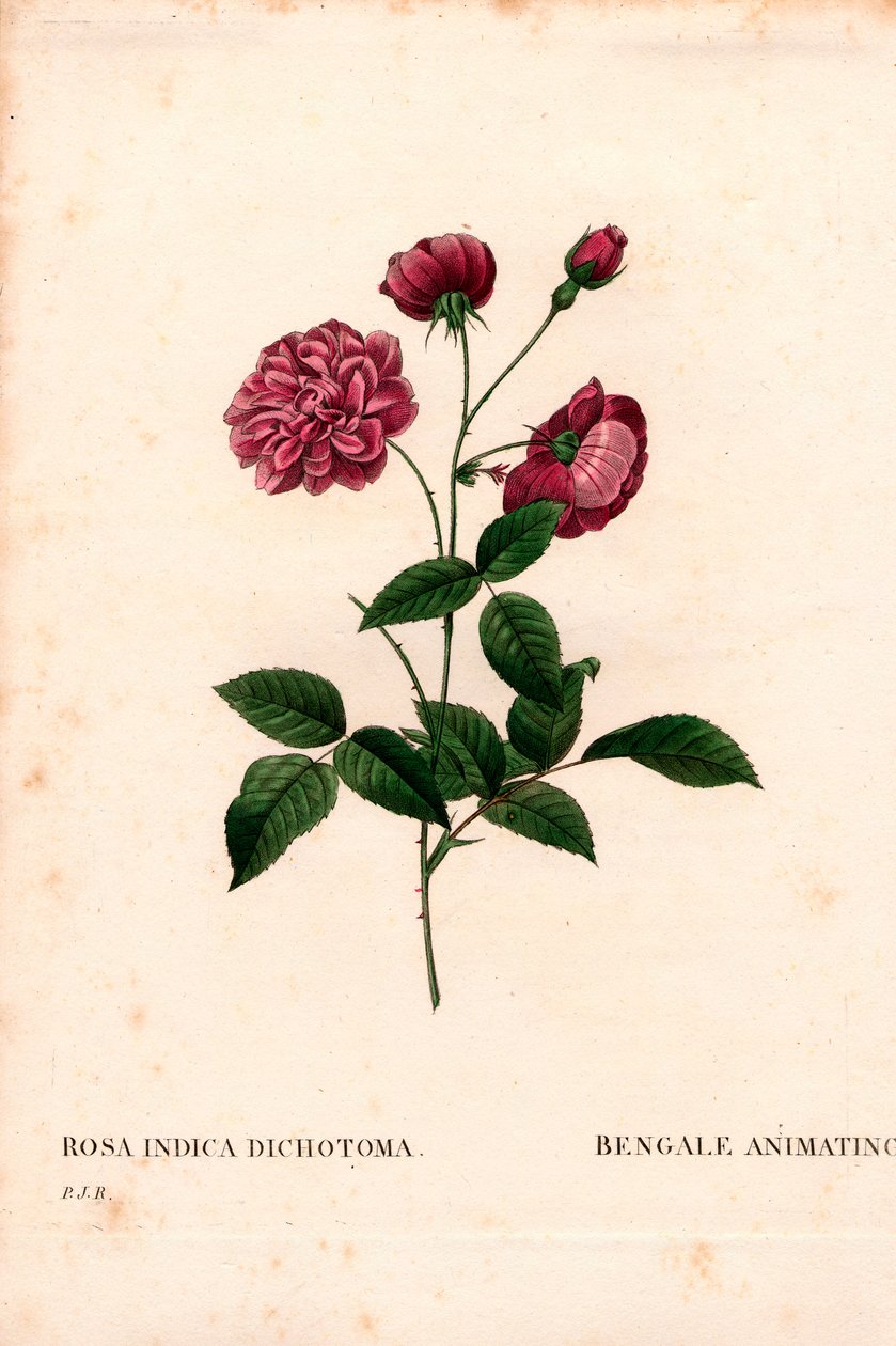 Rose de Chine animée, Rosa chinensis hybride, La Bengale animée. Gravure en taille-douce en couleur de Pierre Joseph Redouté, « Les Roses », Paris - Pierre-Joseph Redouté