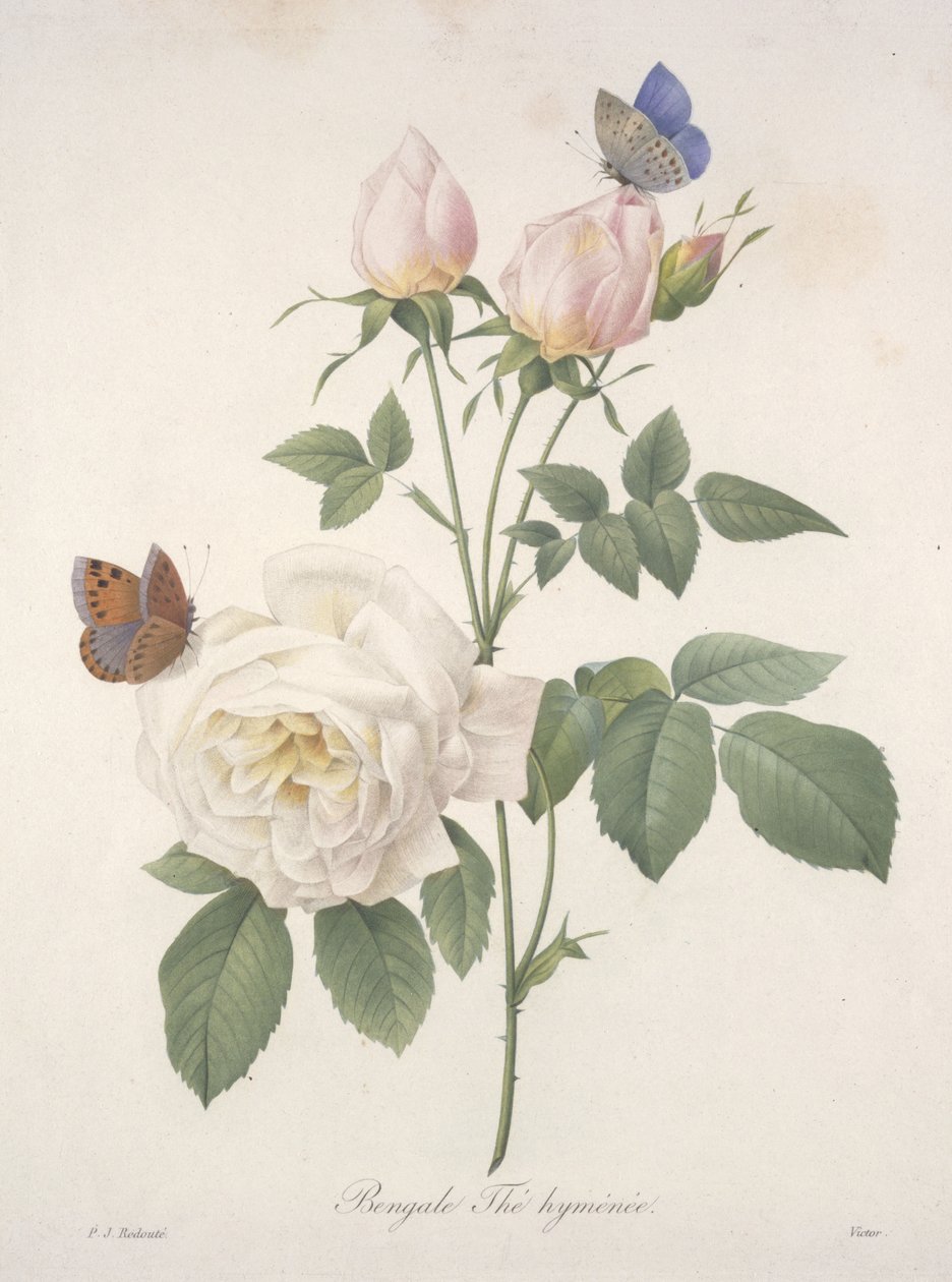 Bengale Thé hyménée, du Choix Des Plus Belles Fleurs et des Plus Beaux Fruits, 1827 - Pierre Joseph Redouté