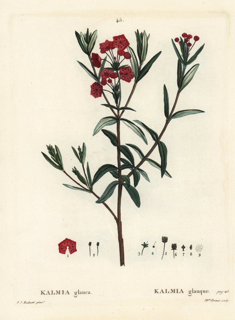 Laurier des marais, Kalmia polifolia. Gravure en manière de crayon coloriée à la main par Miss Brenet d