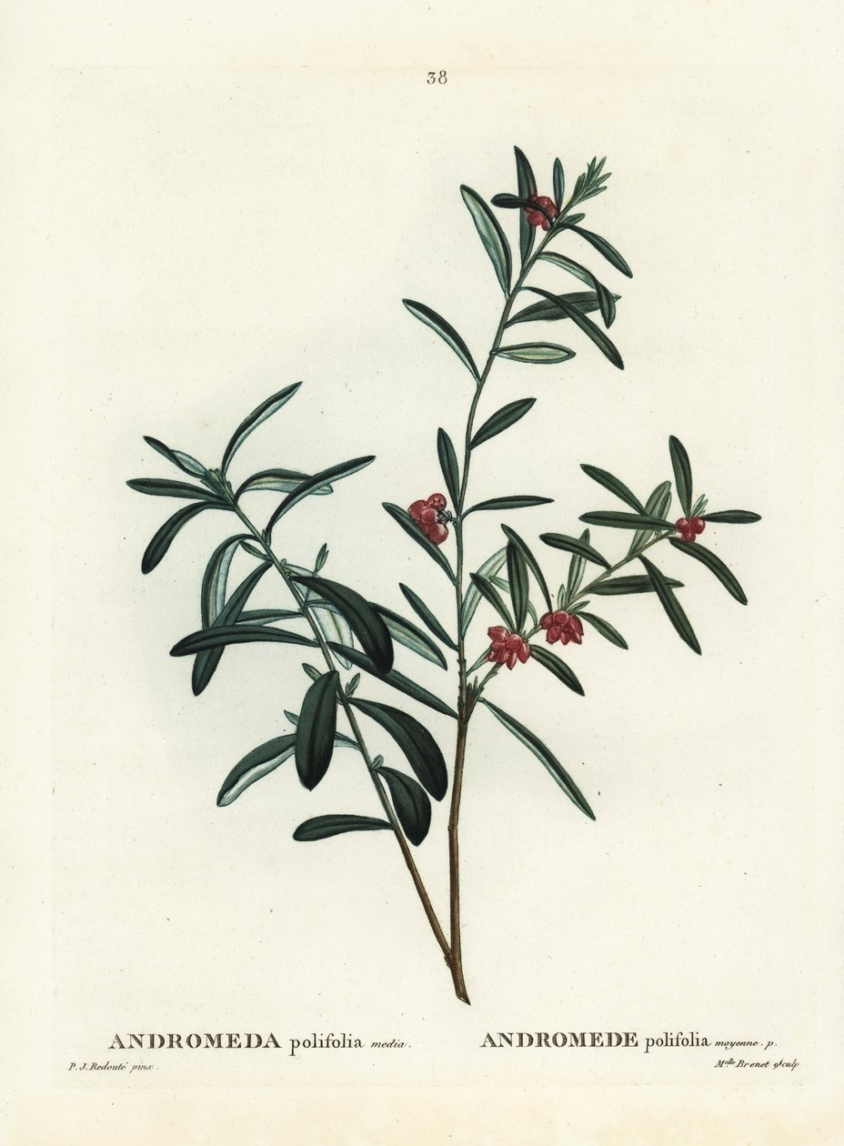 Andromède à feuilles de polium. Gravure en manière de crayon coloriée à la main d