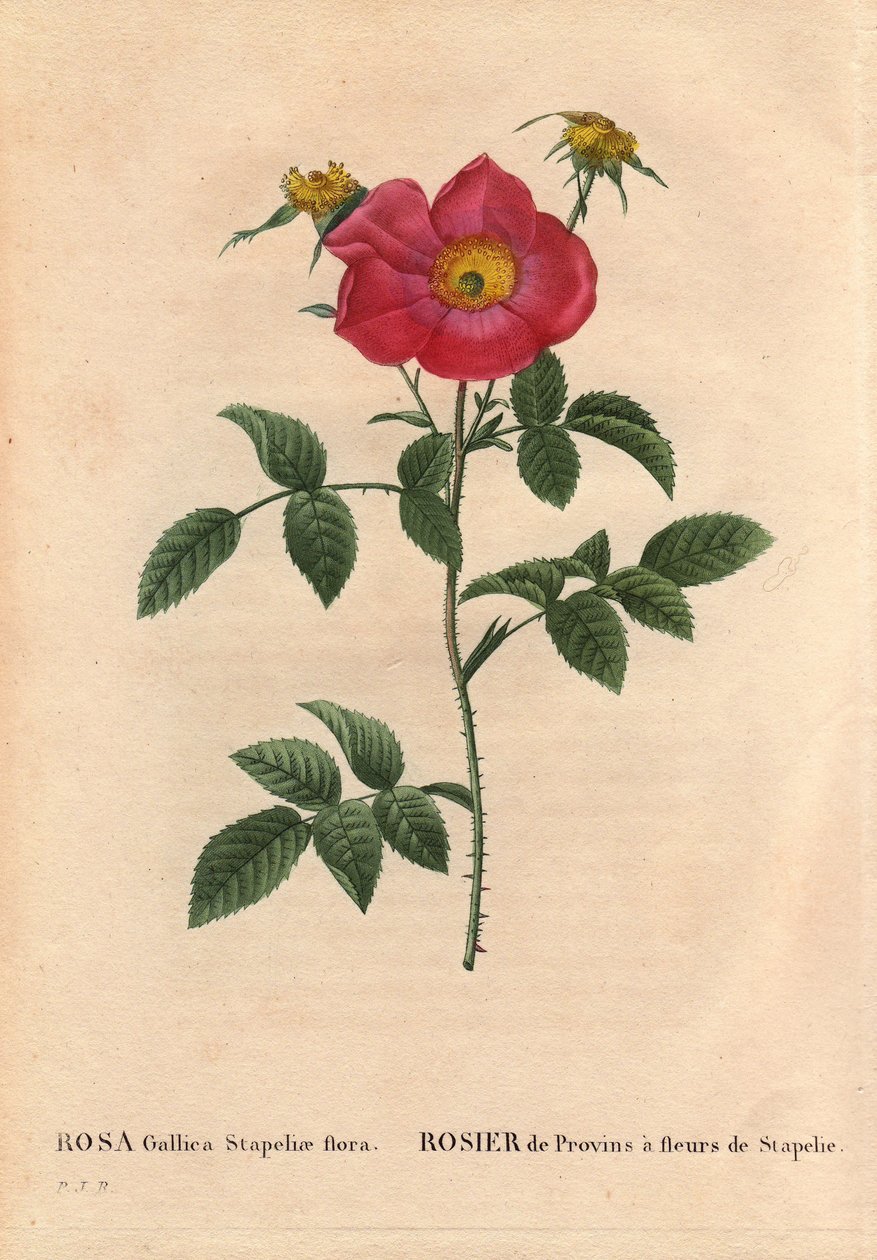 Planche botanique, Fleur, Rose Variété : Rose de Province avec Stapelia en fleur (Rosa Gallica Stapeliae flora), espèce probablement éteinte. Dans « Les Roses », Volume 2 par Pierre Joseph Redouté (1759-1840) - Pierre Joseph Redouté