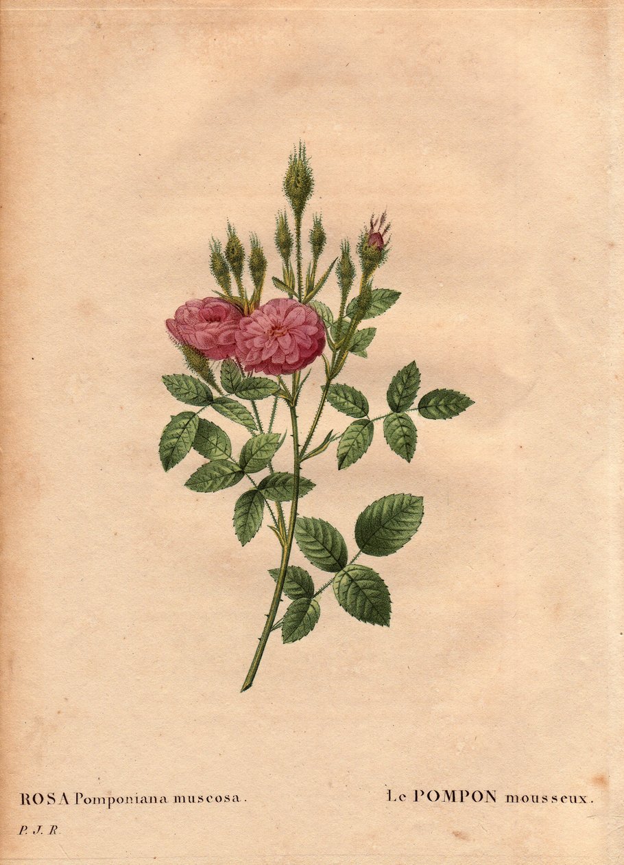 Planche botanique, Fleur, Rose Variété : Le pompon étincelant de « Rose de Meaux » (Rosa Pomponiana muscosa) découvert dans un jardin à l