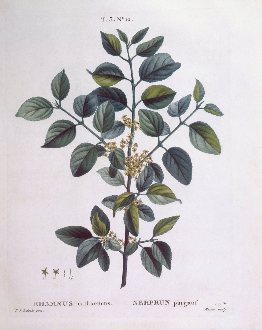 Nerprun (Rhamnus catharticus), Henry Louis Duhamel du Monceau, planche botanique par Pierre Joseph Redouté - Pierre Joseph Redouté
