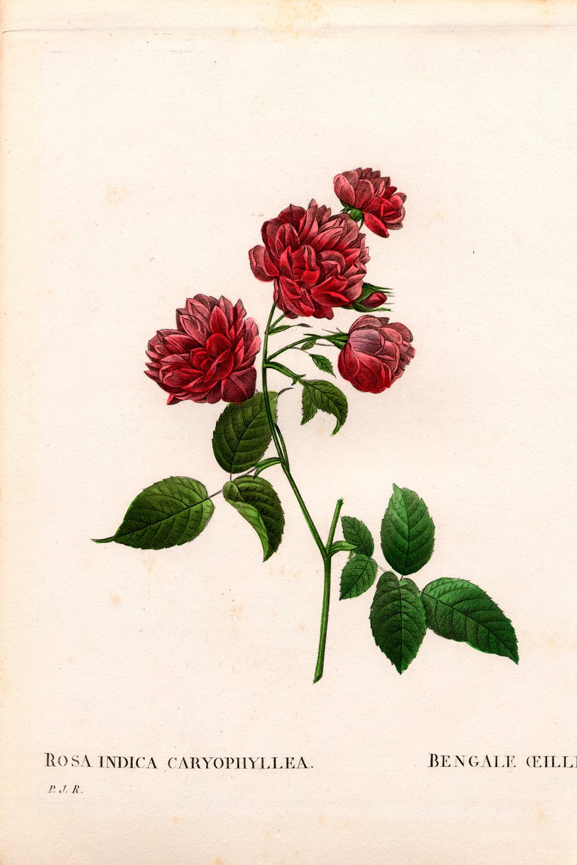 Rose de Chine œillet, Rosa chinensis variété, L