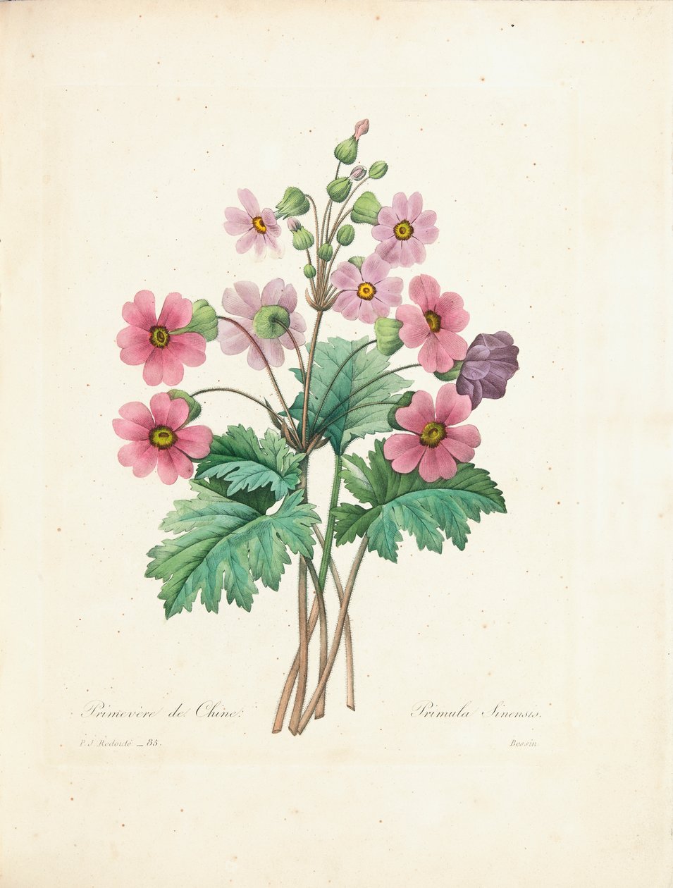 Primevère chinoise, gravée par Bessin, de 