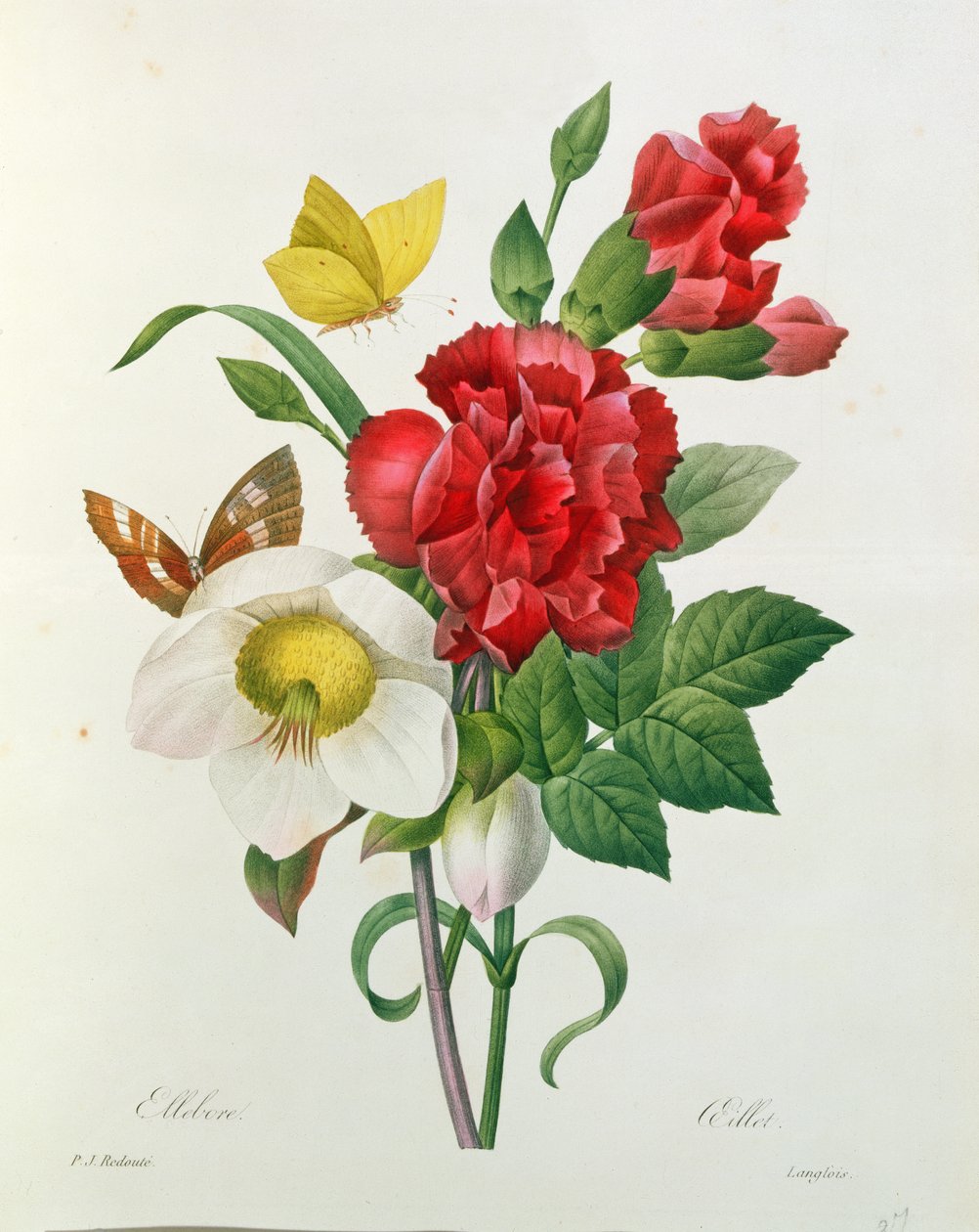 Rose de Noël, Helleborus niger et œillet rouge avec papillons, de 
